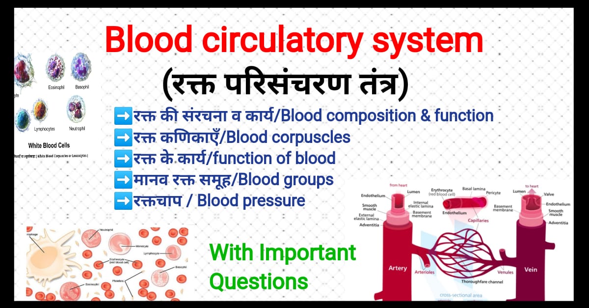 Blood-composition-&-function-रक्त-की-संरचना-और-कार्य