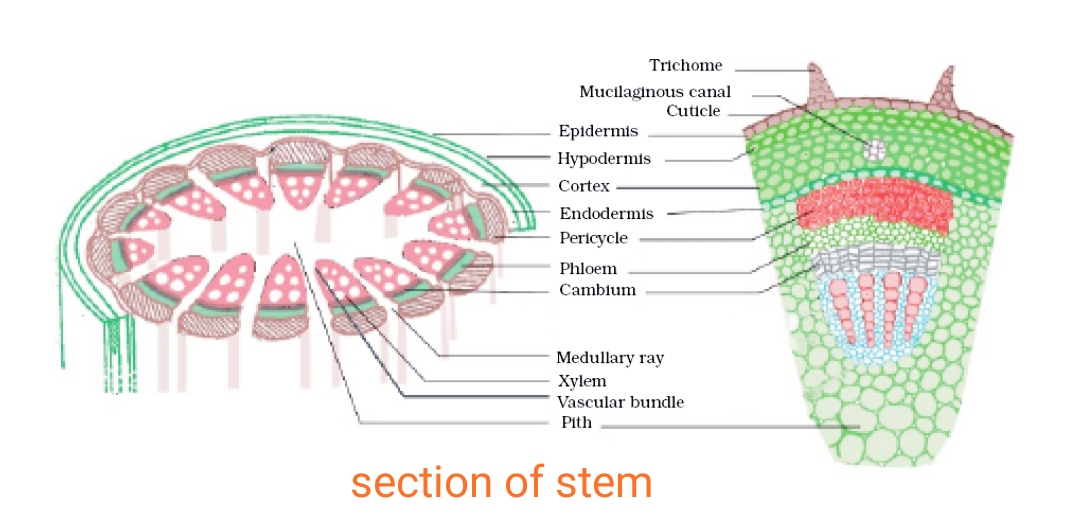 permanent-tissues-class-9-biology-geeksforgeeks