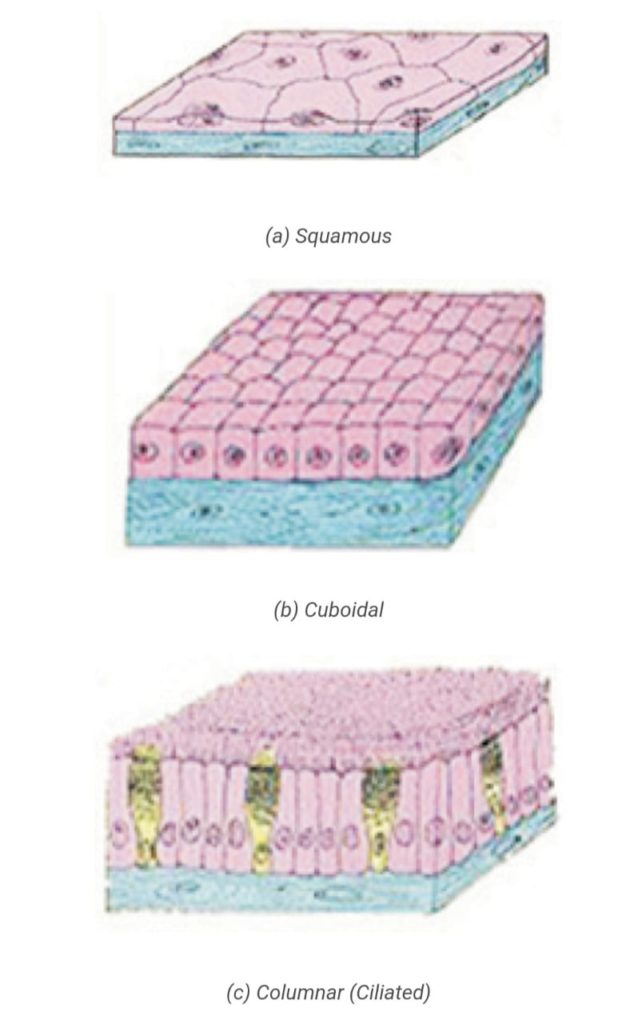 what-is-epithelial-tissue