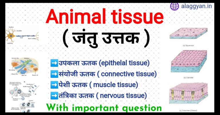 what-is-epithelial-tissue