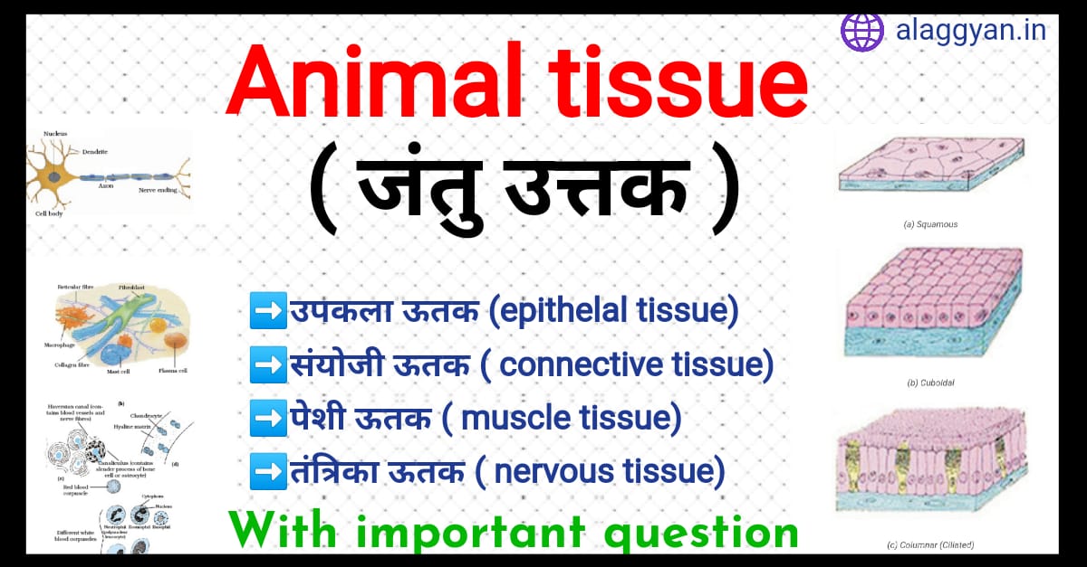 what is epithelial tissue /जंतु उत्तक/एपिथिलीयम  उत्तक/प्रकार/कार्य/महत्वपूर्ण प्रश्न