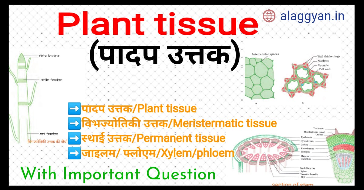 Tissue in hindi