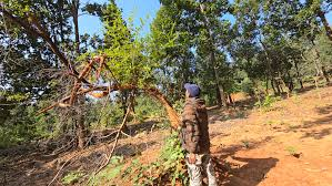 Laughing tree uttarakhand location kaladhungi 